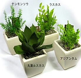 プリザーブドフラワーの観葉植物★プリグリーン★/誕生日/ブリザーブド/観葉植物/アレンジ（お祝い 結婚祝 ギフト 引越祝い サマー フラワー プリザード）【即日出荷】【プリザードフラワー ブリザードフラワー】 夏ギフト