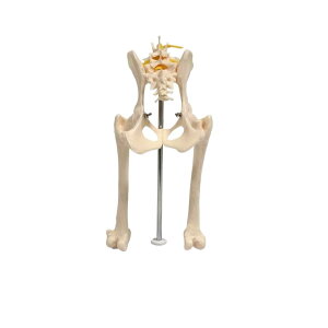 yz̉Uwf r_o֐߃f Ҋ֐ߍi wEÁEpfXg[V bW{ R5