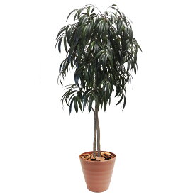 楽天市場 細長い 葉 の 植物の通販