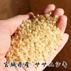 【先行販売】10%OFF19,990円⇒【17,990円】◆令和6年産◆ 【送料無料】【特別栽培米】宮城県認証宮城県登米産ササニシキ玄米30kg 減農薬・減化学肥料[佐川急便][ダンボール]限定
