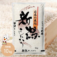 【新米前の特別SALE】令和7年 新潟県産 コシヒカリ 5kg / 10kg お米 米 送料無料 白米