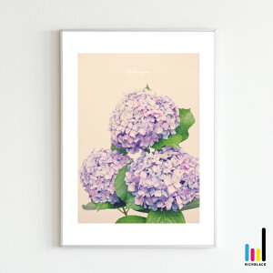 "Hydrangea" AWTC A[g |X^[ A3 z k k kCeA keCXg G i` hCt[ t[ Vv R ʐ^ vg t[ i` Ce