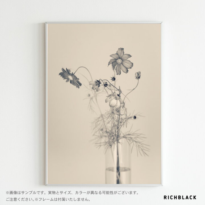楽天市場 全3色 コスモス ポスター 秋桜 韓国 韓国風 北欧 北欧風 カフェ風 レトロ インテリア ウェルカム 玄関 モノクロ モノトーン 白黒 ポートレート お花 フラワー 壁掛け アート新築 引っ越し 新生活 おしゃれ かわいい シンプル Richblack 01