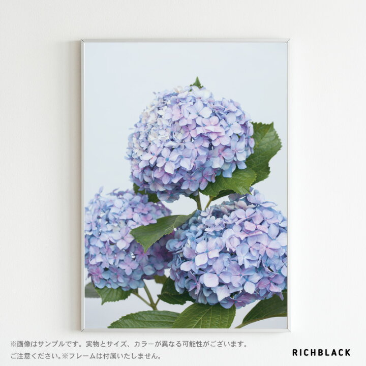 楽天市場】アジサイ ポスター A1 ポートレート 紫陽花 梅雨 ブルー 