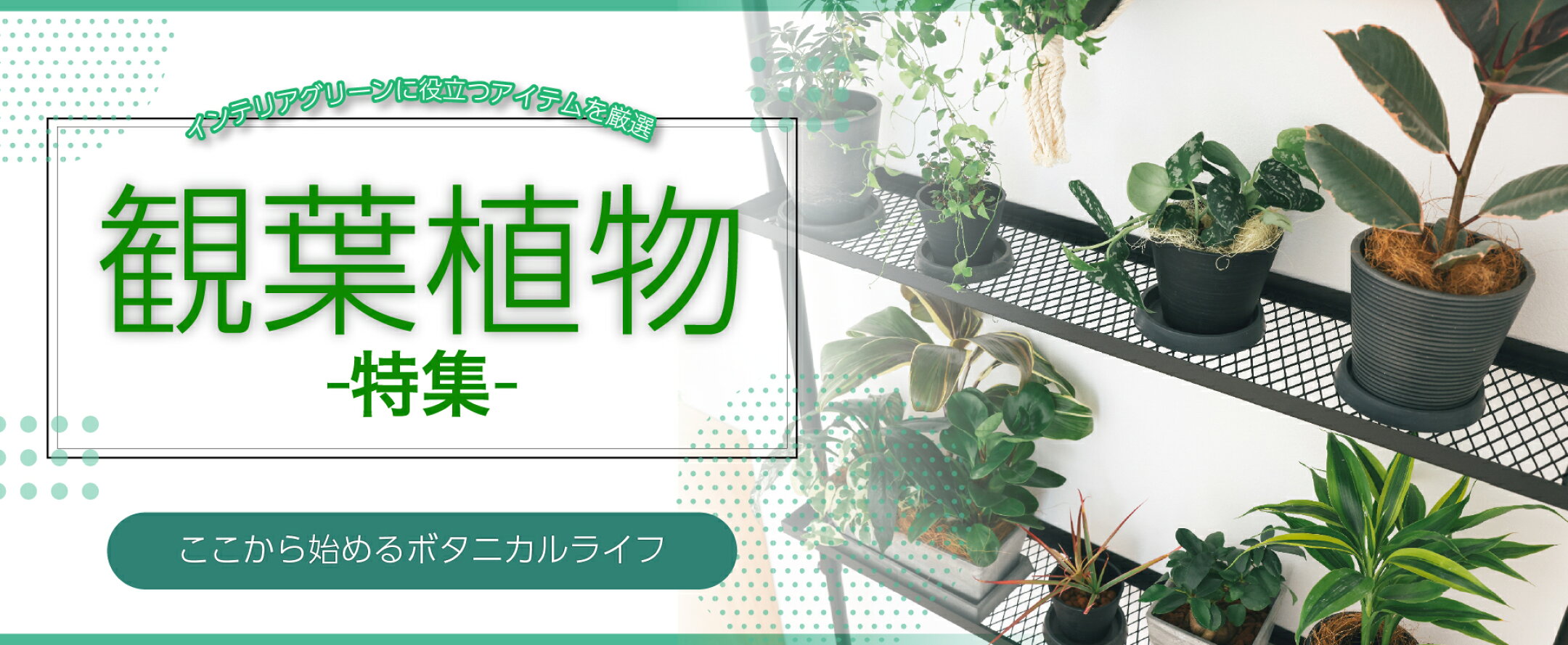 観葉植物特集