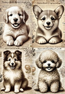 V n Č gCv[h R[M[ VFeB S[fgo[ pln nhChf Ntg AbvP