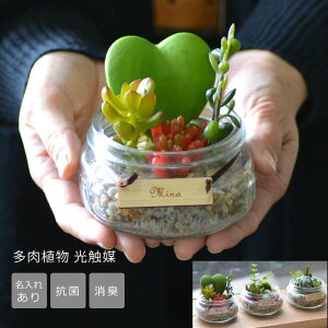 【多肉植物】トモダチの誕生日に！プレゼント向けインテリアのオススメは？