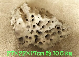 gR(10.5kg)27X22X17cm [Xg[  CAEg CAEgXg[ R Y