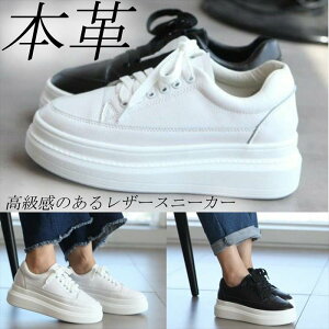 {v Xj[J[ fB[X [Jbg U[Xj[J[   zCg  ubN fB[XV[Y 傫TCY R JWA Vv ʋ C