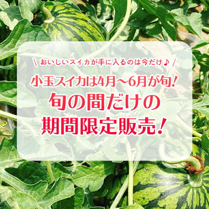 すいか小玉2玉熊本県スイカ王国熊本県産小玉スイカ2玉送料無料
