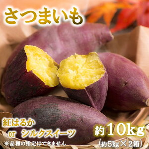 ys\zg͂邩 or VNXC[g  10kg ܂ F{Y s10蔭\t  ܈ XC[c Ă Ă H lC 2   Ï 񂵂 炢  