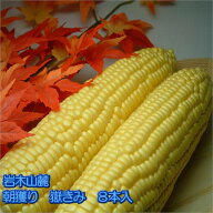 【ご予約販売】【8月下旬以降の発送】【早期割引販売】岩木山麓とうもろこし8本～9本入（送料込）無くな…