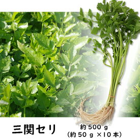 三関セリ 約50g×10束 約500g せり 冷蔵 新鮮野菜 お鍋 きりたんぽ鍋 送料無料 林泉堂