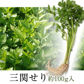 三関セリ 約50g×2束 約100g せり 冷蔵 新鮮野菜 お鍋 きりたんぽ鍋 送料無料 冷蔵配送のきりたんぽ鍋同梱用 林泉堂