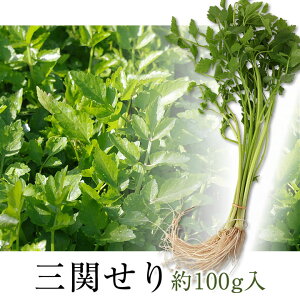 OփZ 50g×2 100g  ① VN  肽ۓ  ①ẑ肽ۓ瓯p ѐ