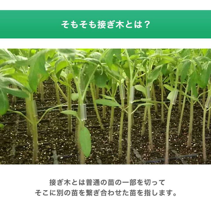 楽天市場 接ぎ木クリップ 100個入 内径1 4mm 対応内径1 4 1 7mm ナス科 接ぎ木 苗 幼苗 接木 1 4mm 1 5mm 1 6mm 1 7mm 接ぎ木クリップ トマト ナス 接木クリップ全農式接ぎ木 全農式幼苗接ぎ木苗 Rirai 楽天市場店 楽天市場 接ぎ木クリップ 100個入 内径1 4mm 対応内径1 4 1 7mm ナス科 接ぎ木 苗 幼苗 接木 1 4mm 1 5mm 1 6mm 1 7mm 接ぎ木クリップ トマト ナス 接木クリップ全農式接ぎ木 全農式幼苗接ぎ木苗 Rirai 楽天市場店
