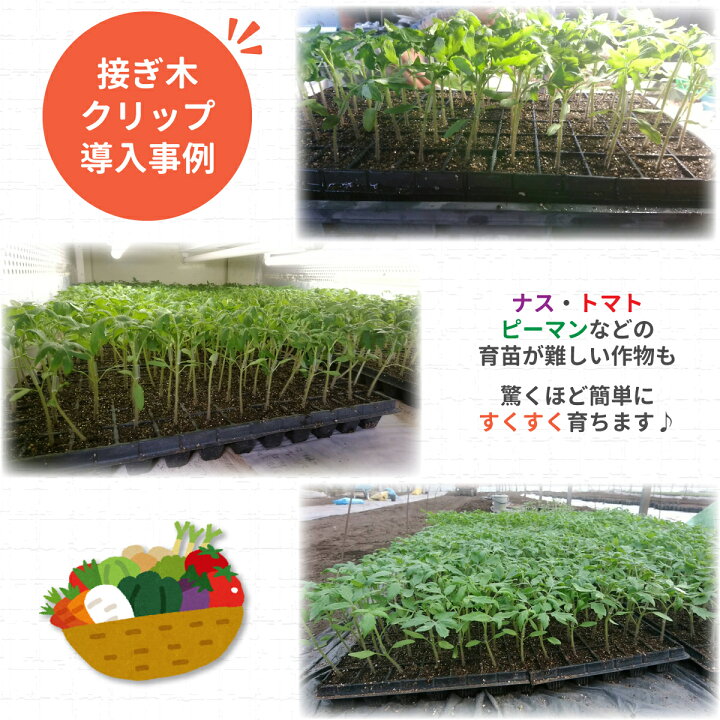 楽天市場 セット販売 誘引クリップ 個入 接ぎ木クリップ 内径2 2mm 100個 園芸クリップ ガーデニング 誘引 結束 家庭菜園 トマト ナス 誘引 資材 Rirai 楽天市場店