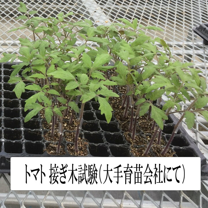 楽天市場 接ぎ木クリップ 1000個入 内径1 8mm 対応内径1 8 2 1mm ナス科 接ぎ木 苗 幼苗 接木 1 8mm 1 9mm 2 0mm 2 1mm 接ぎ木クリップ トマト ナス 接木クリップ全農式接ぎ木 全農式幼苗接ぎ木苗 Rirai 楽天市場店