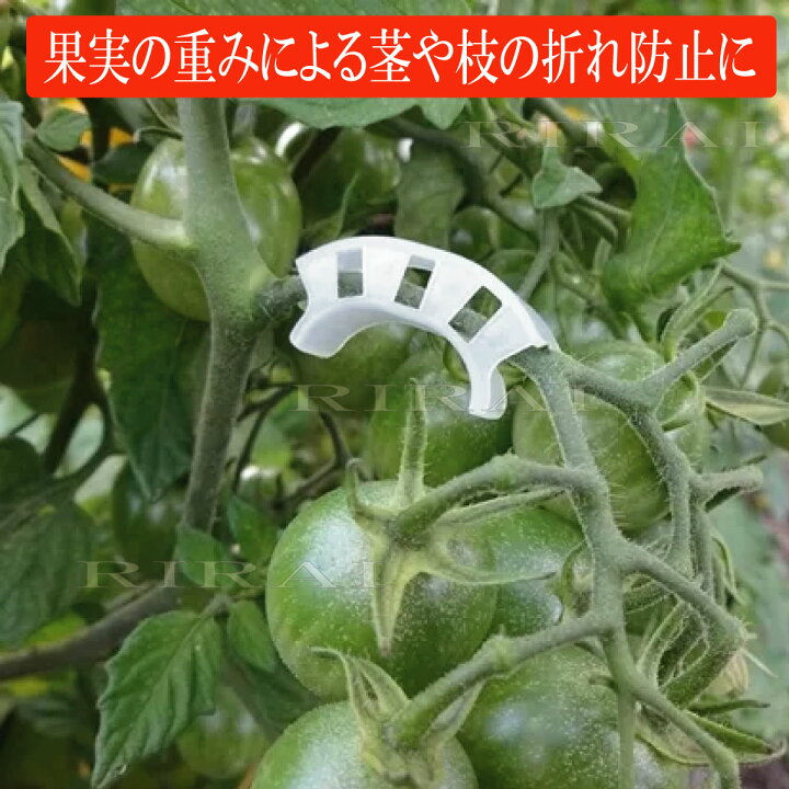 楽天市場】茎サポートクリップ【 50 個入/RIRAI 】 園芸クリップ 