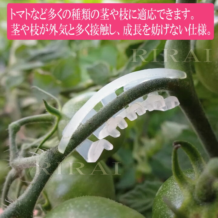 楽天市場】茎サポートクリップ【 50 個入/RIRAI 】 園芸クリップ 
