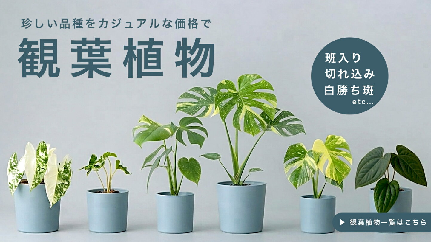 楽天市場 | HarvestRoom - 開店13年の「理想の生活館」から誕生。観葉植物