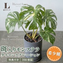 楽天市場】モンステラ 斑入り（花・ガーデン・DIY）の通販