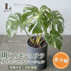 お中元 ギフト 斑入り モンステラ タイコンステレーション 観葉植物 本物 6号ポット鉢 Lサイズ 大型 モンステラ 希少種 インテリア おしゃれ 出産祝い 快気祝い 開業祝い 育てやすい 枯れにくい プレゼント ギフト 特典付き プレゼント付き 30日保障 送料無料