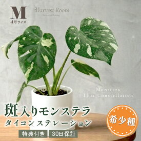 お中元 ギフト 斑入り モンステラ タイコンステレーション 観葉植物 4号ポット鉢 Mサイズ ミニモンステラ 希少種 インテリア おしゃれ 育てやすい 枯れにくい お祝い プレゼント ギフト 特典付き プレゼント付き 30日保障 送料無料