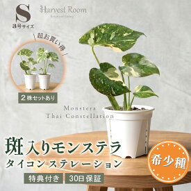 お中元 ギフト 斑入り モンステラ タイコンステレーション 観葉植物 3号ポット鉢 Sサイズ 苗 ミニモンステラ 希少種 インテリア おしゃれ 可愛い かわいい 育てやすい 枯れにくい お祝い プレゼント ギフト 特典付き プレゼント付き 30日保障 2株セットあり 送料無料