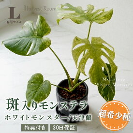 お中元 ギフト モンステラ ホワイトモンスター(天津蘭) 6号ポット 鉢 Lサイズ 観葉植物 ミント斑モンステラ 斑入り 希少種 レア 珍しい 室内園芸 おしゃれ 可愛い かわいい 育てやすい 枯れにくい プレゼント ギフト 開業祝い 特典付き プレゼント付き 30日保障 送料無料