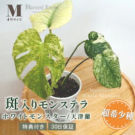 お中元 ギフト モンステラ ホワイトモンスター(天津蘭) 4号ポット 鉢 Mサイズ 観葉植物 ミント斑モンステラ 斑入り 希少種 レア 珍しい 室内園芸 おしゃれ 可愛い かわいい 育てやすい 枯れにくい お祝いプレゼント ギフト 特典付き プレゼント付き 30日保障 送料無料