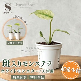 お中元 ギフト モンステラ ホワイトモンスター(天津蘭) 3号ポット 鉢 Sサイズ 観葉植物 ミント斑モンステラ 斑入り 希少種 レア 珍しい 室内園芸 おしゃれ 可愛い かわいい 育てやすい 枯れにくい お祝い プレゼント ギフト プレゼント付き 30日保障 2株セットあり 送料無料