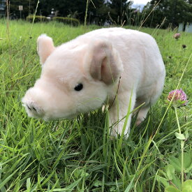 楽天市場 ぬいぐるみ ぶたの通販