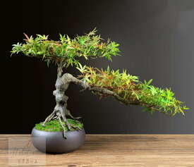 20220729-25 インテリアグリーン 高級模造迎客松盆栽 置物 禅意迎客松盆栽装飾品 人工観葉植物