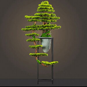 A065484CeAO[ ͑}q~ u Tӌ}q~͑i lHϗtA