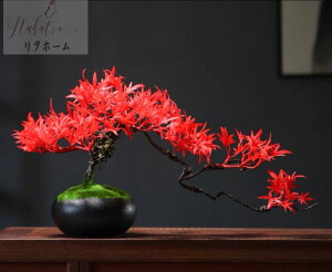 A051036CeAO[ ͑}q~ Du Tӌ}q~͑i lHϗtA