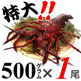 【土日祝日発送可】生きたまま発送！贈答用に、三重県産活伊勢海老【500g程度×1尾】漁師直送 律丸　伊勢エビ/イセエビ/伊勢えび/お歳暮