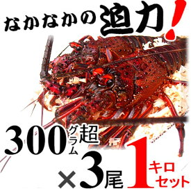 【土日祝日も営業】生きたまま発送！【土日祝日も営業！】贈答用・御祝に、三重県産【あす楽対応/即納】活伊勢海老【300g~400gサイズ 1kg】漁師直送 律丸　伊勢えび/イセエビ/伊勢エビ/お歳暮