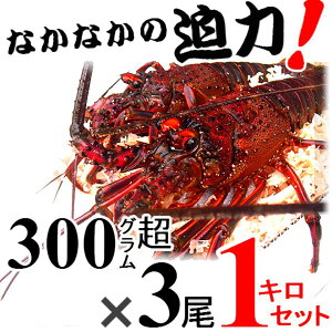 yyjcƁz܂ܔIyyjcƁIzpEjɁAOdYyyΉ/[zɐCVy300g~400gTCY 1kgzt ہ@ɐ/CZGr/ɐGr/