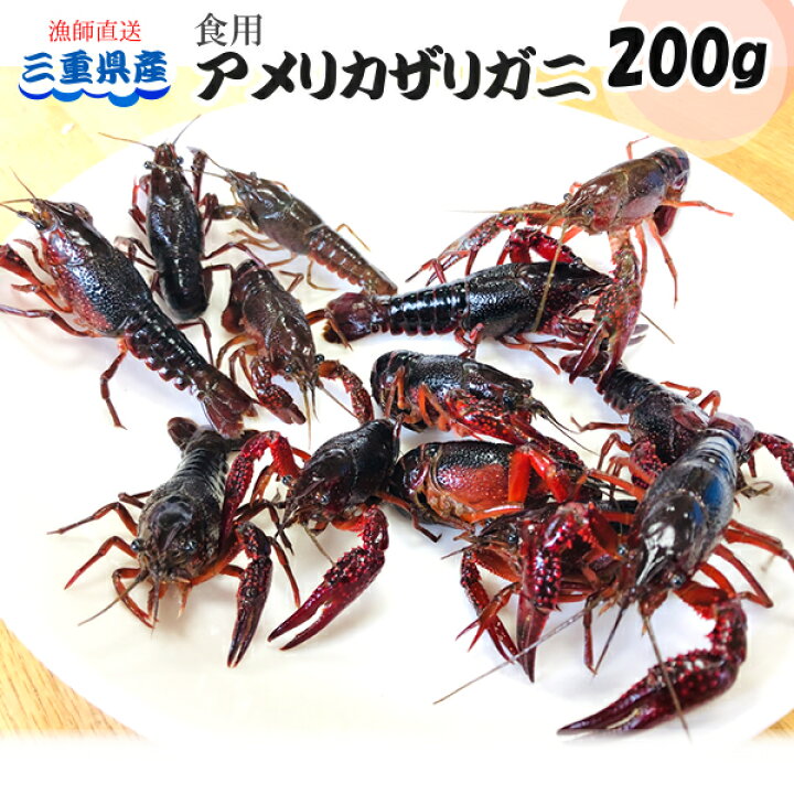 楽天市場 土日祝日も営業 食用 アメリカザリガニ 0g入り 冷凍 三重県産 漁師直送 律丸 律丸 りつまる 楽天市場 土日祝日も営業 食用 アメリカザリガニ 0g入り 冷凍 三重県産 漁師直送 律丸 律丸 りつまる