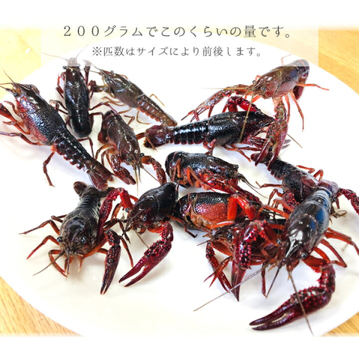 楽天市場 土日祝日も営業 食用 アメリカザリガニ 0g入り 冷凍 三重県産 漁師直送 律丸 律丸 りつまる 楽天市場 土日祝日も営業 食用 アメリカザリガニ 0g入り 冷凍 三重県産 漁師直送 律丸 律丸 りつまる