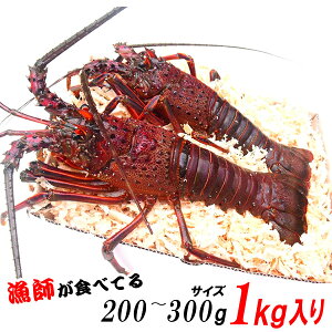 yyjz܂ܔIyyjcƁIzpEΕɎOdYAɐCVy200`300gTCY 1kgi4`5jzt ہ@RAȒPVsAJt!!@CZG