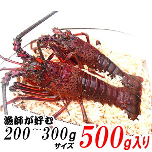 yyjz܂ܔIyyjcƁIzpEjɁAOdYɐCVy200g`300gTCY 500gzt ہ@RAȒPVsAJt!!@ɐ/CZG