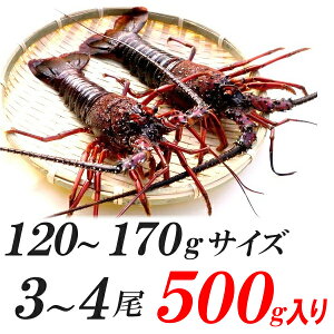 OdYAɐCVyyΉ/[zy120~170gTCY 500gzt//Ynhg/e~h[/X`Ȃǁ@ɐ/CZGr/Gr