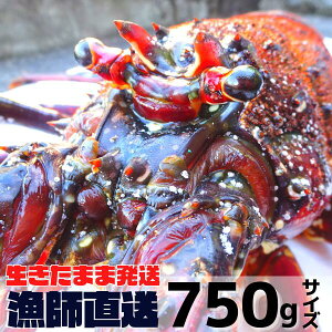 yzwvmFz܂ܔIΕɁAOdYyyΉ/[z ɐCVy750gx×1z@t@ ɐGr/CZGr/ɐ/Gr//Ε