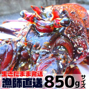 yzwvmFz܂ܔIΕɁAOdY ɐCVy850gx×1z@t@ۈɐGr/CZGr/ɐ/Ε