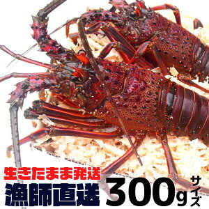 yyjz܂ܔIyyjcƁzΕɁAOdYɐCVy300gx×1z@t ہ@ɐGr/CZGr/ɐ/Ε