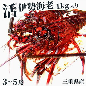 y{yjcƁz܂ܔIpEj OdY ɐCVyTCY܂ 1Li3`5jzt ہ@ɐ/CZGr/Gr/CV//Ε