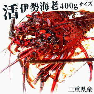 yyjz܂ܔIy ybyjc zΕɁAOdYɐCVy400gx×1z@t ہ@ɐGr/CZGr/ɐ/Ε