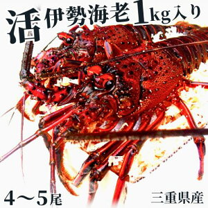 y{yjcƁz܂ܔIpEj OdY ɐCVy1Li4`5jzt ہ@ɐ/CZGr/Gr/CV//Ε